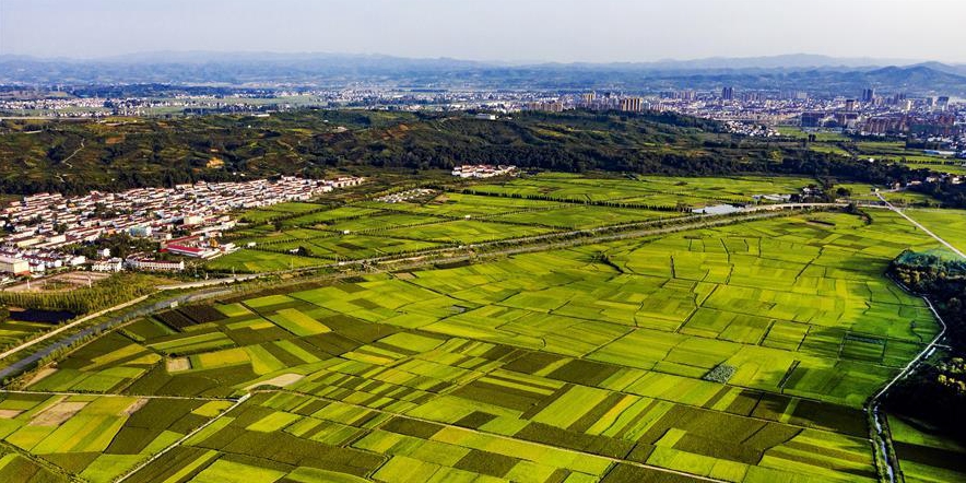  陕西洋县：俯瞰稻田 