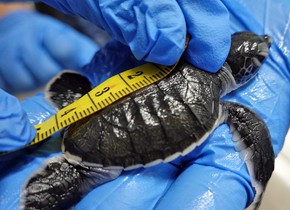 烟台人工环境下繁育濒危绿海龟取得成功