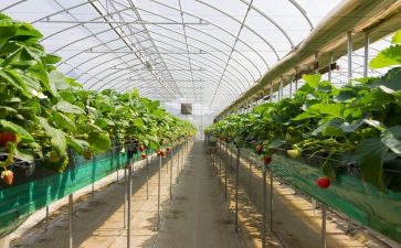 潍坊寿光营里镇推“三种模式”撑起万亩蔬菜园区