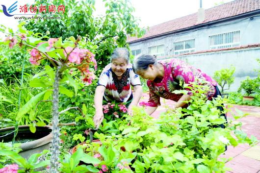 岞山街道东夏湾村村民在察看花卉植株生长情况。