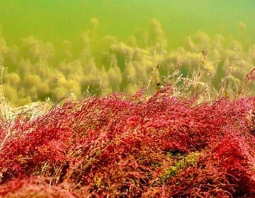 秋色如画，无棣湿地披上“红地毯”