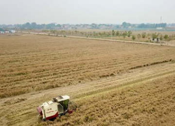 从田间到社区，探索直购模式！泰安汶阳田百亩旱稻种植地喜获丰收
