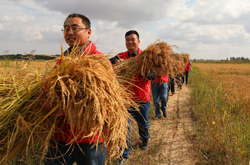 政府搭桥、群策群力！为黄河口水稻产业发展插上科技的翅膀