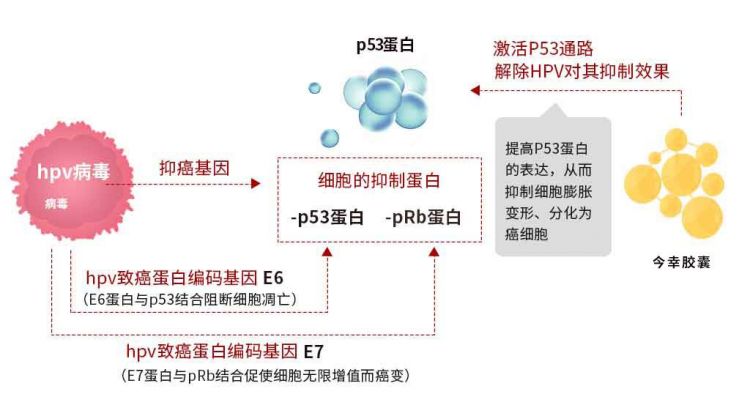 HPV病毒会抑制细胞内P53（抑癌基因）蛋白的表达(1).jpg
