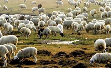 三万只羊为中蒙友谊添佳话