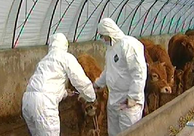 抓好秋冬季动物疫病防控 确保各项措施落实落地