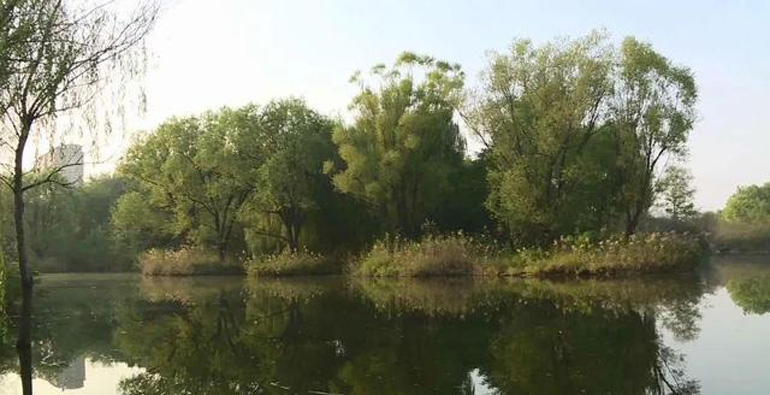 秋天了，这片潍坊主城最原生态湿地在等你