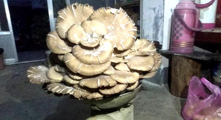 76岁大娘在蒙山发现4公斤重的野生蘑菇 专家说慎采慎食