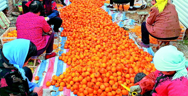 以前烂在树上没人要，现在畅销日韩！潍坊这里40天产3500吨柿饼