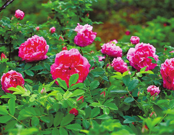 荷花玫瑰有望“花开并蒂” 济南拟增选玫瑰为市花