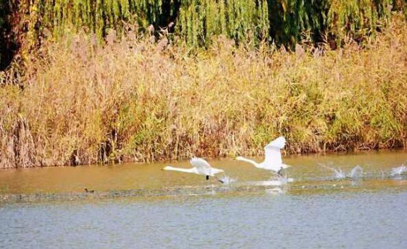 临淄太公湖首现国家二级保护动物大天鹅