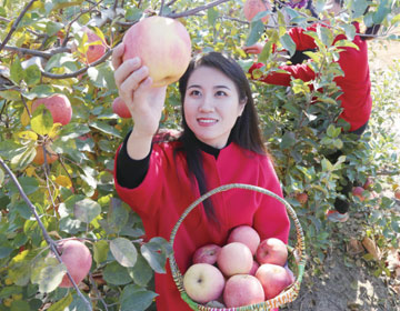 沾化区大高镇：苹果树上结出致富果