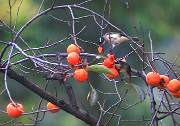 46秒丨枣庄东湖公园满树柿子枝头挂 成过冬鸟的好“口粮”