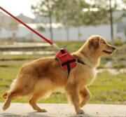 淄博将立法规范养犬行为向社会公开征求意见  限养区每户限养一只犬