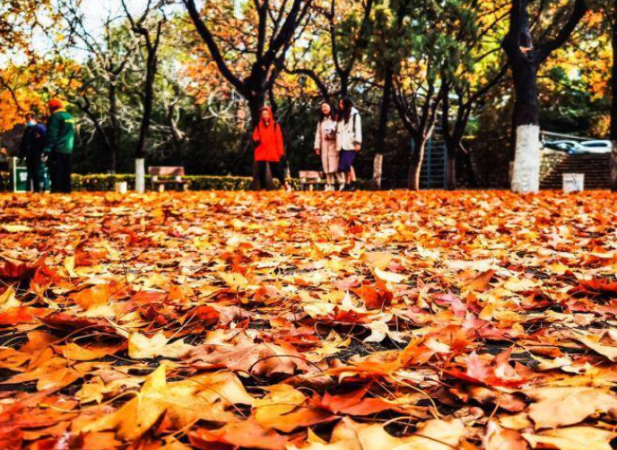 影像力｜山师校园里的落叶季，随便一拍就是你喜欢的样子