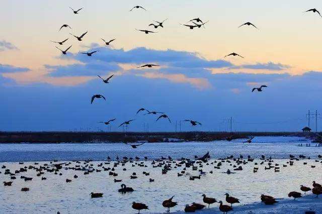黄河口生态旅游区观鸟秘境：湿地与鸟共和谐