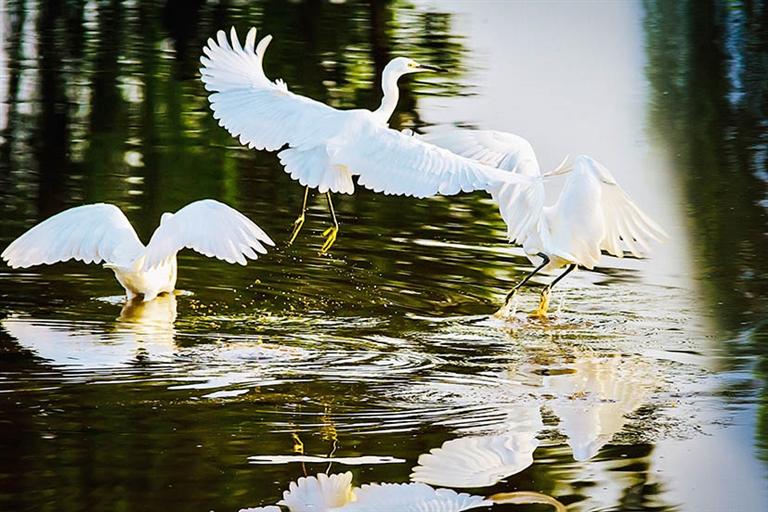 淄博水生态环境质量持续改善 鹭鸟游鱼戏清波