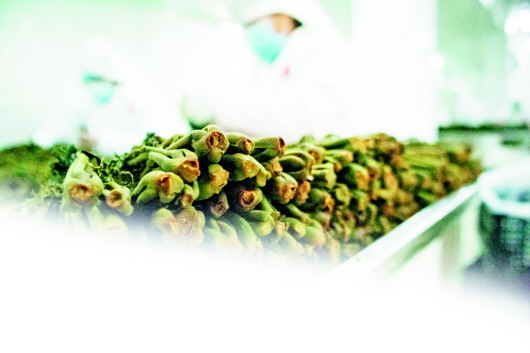 香椿芽打开大市场 “齐鲁大菜”的思乡情