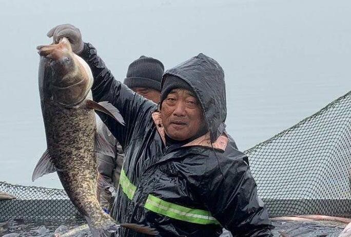 最大一条35斤！淄博文昌湖区捕鱼季开启