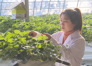 青州：白领跨界新农人“高架”草莓让采摘更惬意
