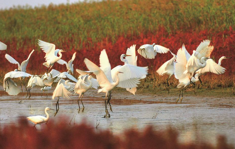 黄河口生态旅游区“观鸟秘境”年卡正式发行