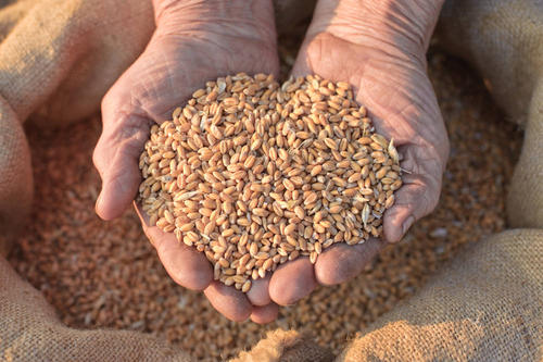 东营市水稻、莲藕、优质强筋小麦等3个地方标准获批发布