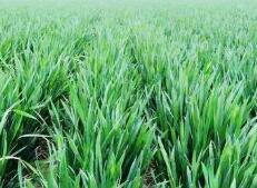 淄博全力应对灾害性天气 确保小麦安全越冬