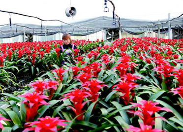 潍坊青州精心培育花卉 备战节日市场