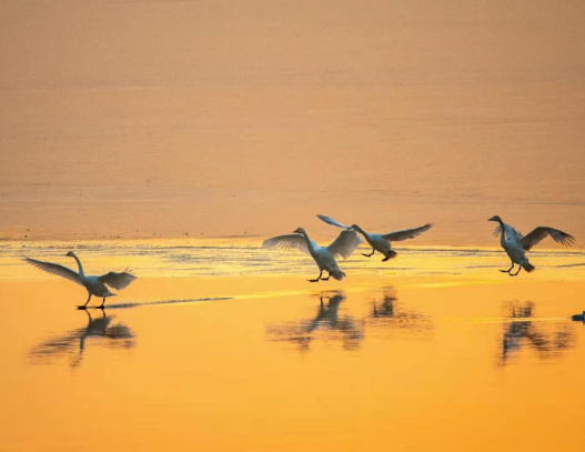 组图：济南黄河沉沙池结冰，大天鹅们再寻乐园