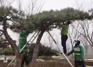 泰安：园林工人为植物修剪造型 扮靓泰山广场