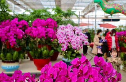 春节立春双来到 泰安花卉市场鲜花俏