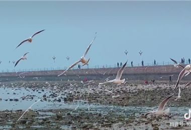 “冬游齐鲁”短视频挑战赛优秀作品：来青岛看海鸥