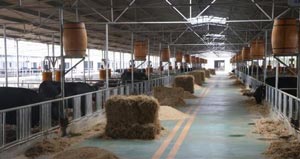 淄博高青兑现209万元补贴做大做强黑牛产业