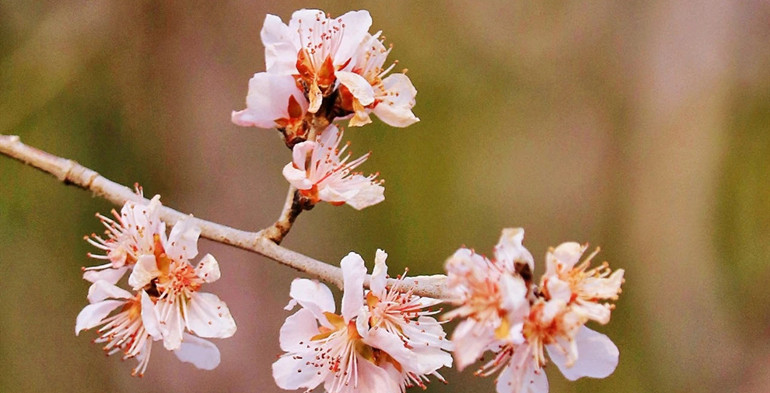 春三月，花开了！快来感受下潍坊植物园鲜嫩嫩的花儿