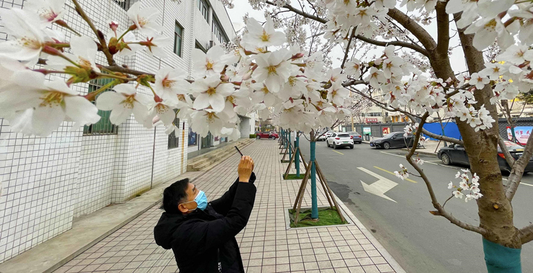 在潍坊城区，也能赴一场春花盛宴