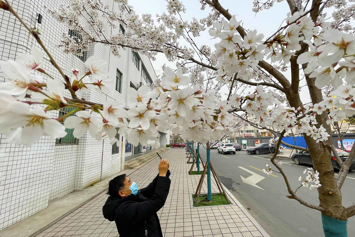 在潍坊城区，也能赴一场春花盛宴