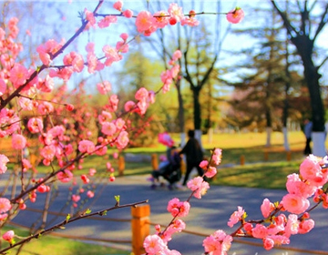  济南：踏春赏花好时节，多姿多彩入画来