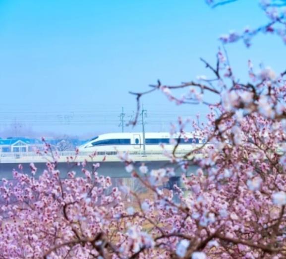 济青高铁邹平段，列车在杏花海中穿行