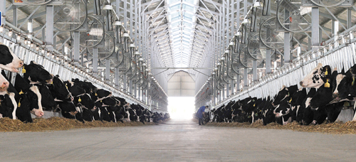 图为得益乳业第二牧场现代化、规模化、国际化牛舍