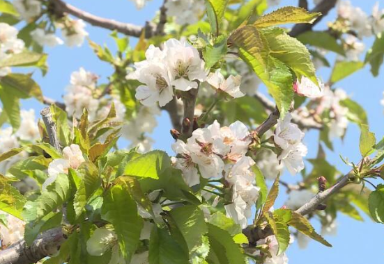 65秒丨春天里 花都开好了！济南长清的蒲公英和樱桃树开出了“致富花”