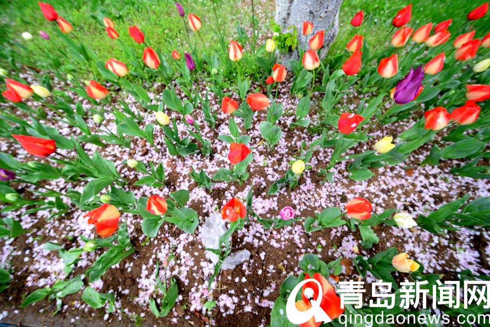 中山公园游人雨后赏樱花 樱花飘洒更有情