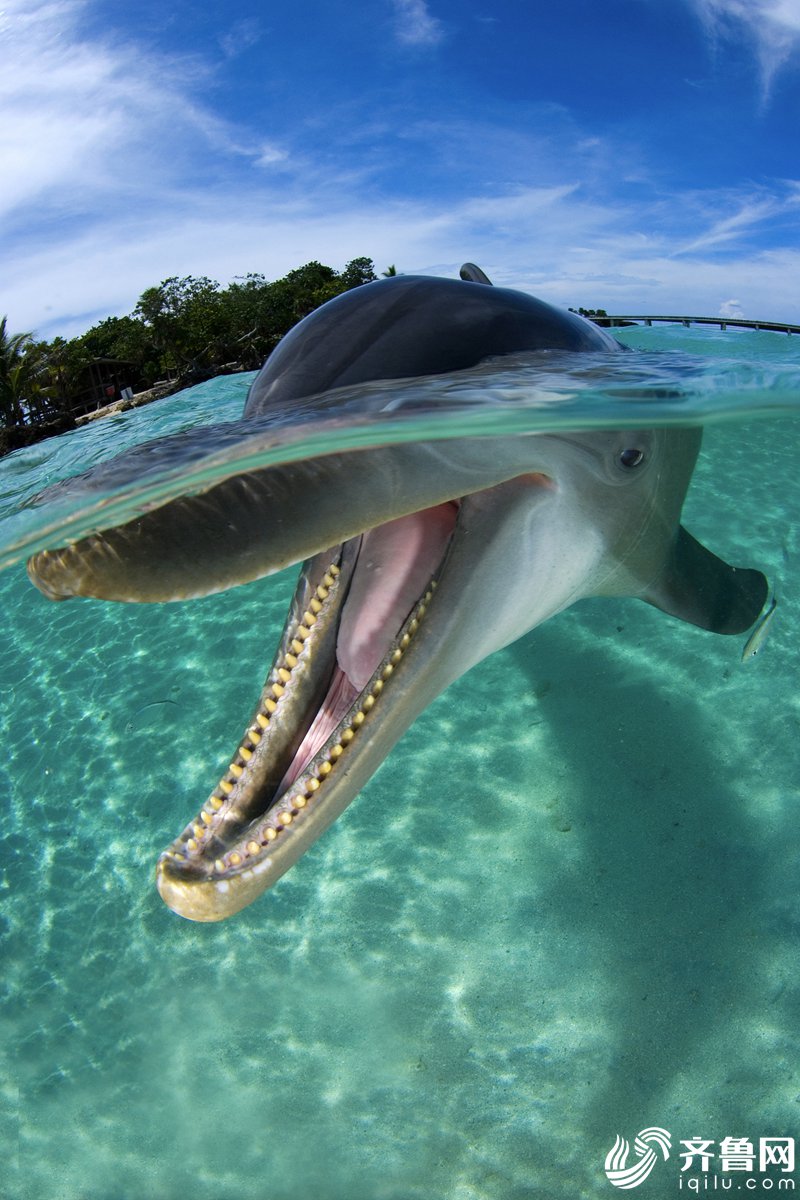 瓶鼻海豚对着镜头"微笑".