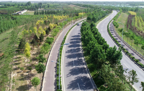 滨州黄河大道彩叶林带建设工程本月底完工