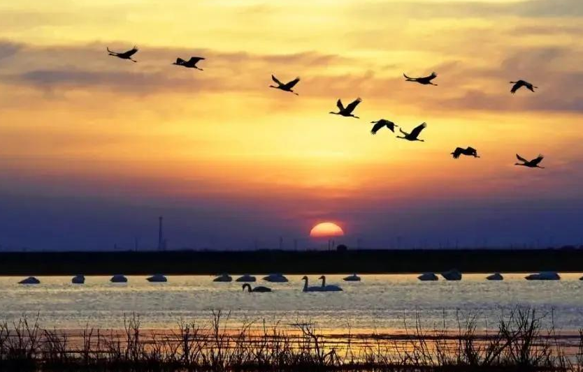 加大生态保护和湿地修复力度 高标准建设黄河口国家公园