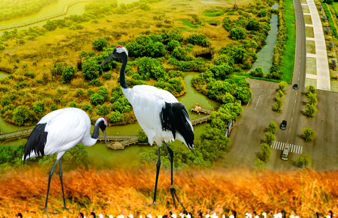 这里何以成为600万只鸟儿的“家园”——探访黄河三角洲的生态保护