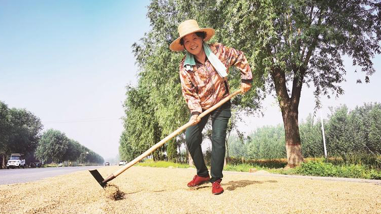 淄博市137.7万亩小麦全部收获完毕