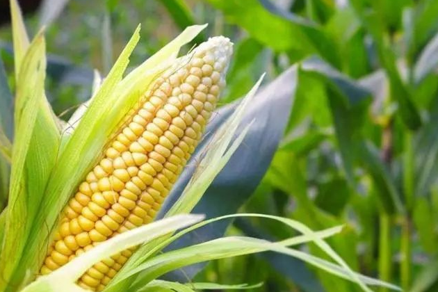 东营市两县区获得小麦和玉米完全成本保险省级试点资格