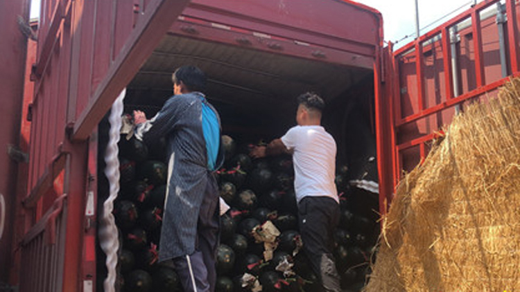 泰安2.4万余斤新鲜蔬菜捐往河南！