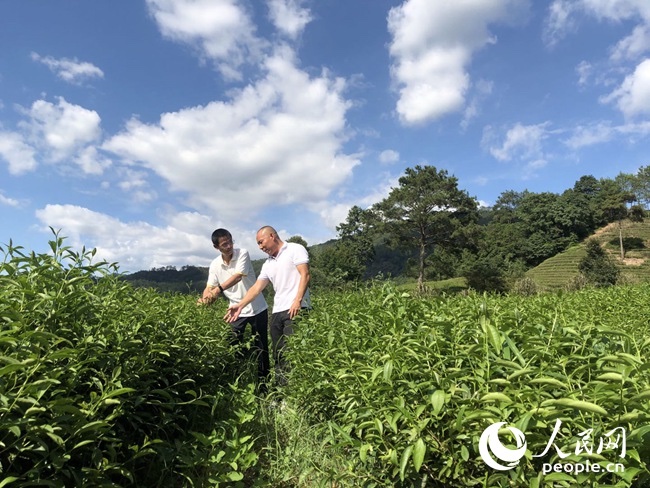 科技進田 穩糧增收添動力