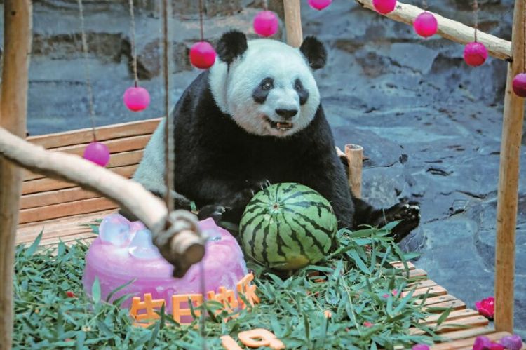 济南野生动物世界大熊猫娅双19岁，过了一个“热情”的生日
